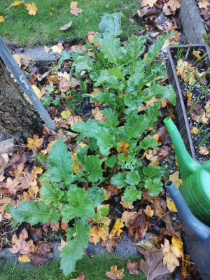 Cima di Rapa 20231126.jpeg