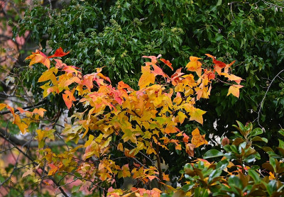 _DSC7241.jpg