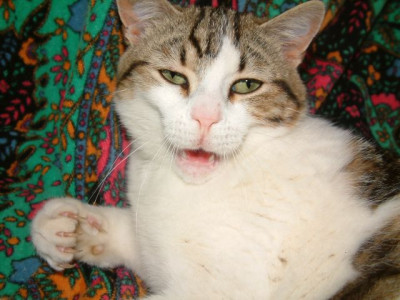 Katze_26.4.08_006.jpg