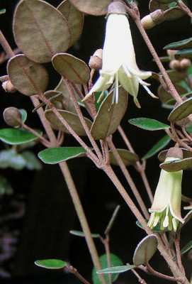 Correa_backhousiana_Bluten.jpg