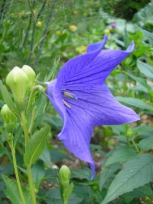 Ballonblume1.JPG