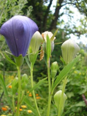 Ballonblume2.JPG