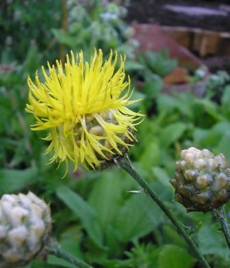 Centaurea_macrocephala.JPG