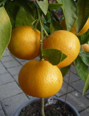 Satsuma.jpg