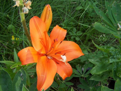 100_1405_LILIUM_nanum_sp._3_China___640.jpg