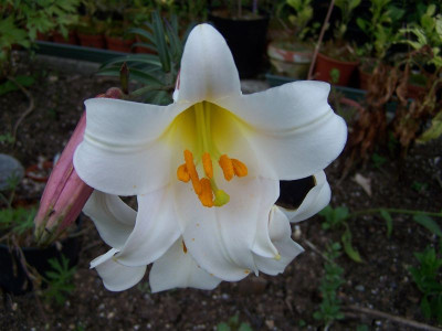 100_1409_LILIUM_sargentiae___800.jpg
