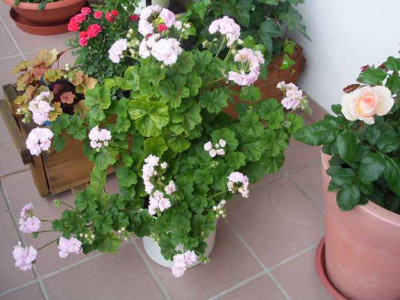 pelargonie_ganz.JPG