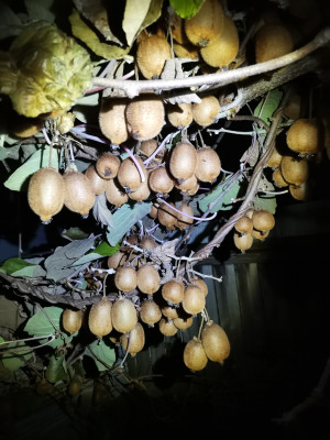 Kiwi 121 2023.jpeg