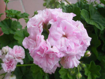 pelargonie_nah.JPG