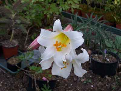100_1414_LILIUM_sargentiae___800.jpg