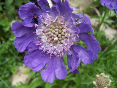 100_1418_SCABIOSA____640.jpg