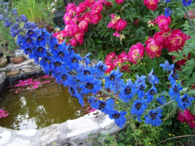 100_1412_DELPHINIUM_Belladonna_Pacific___500.jpg