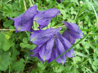 100_1422_DELPHINIUM_cachemerianum___640.jpg