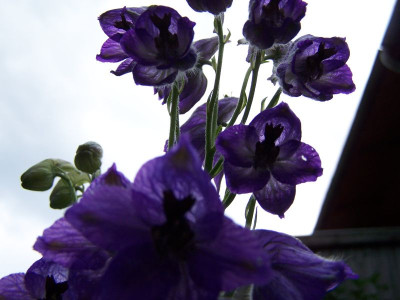 100_1423_Delphinium_cachemerianum__800.jpg