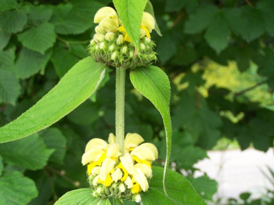100_1428_Phlomis_russeliana___800.jpg