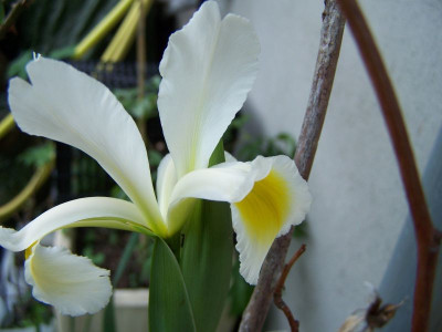 100_1400_IRIS_bucharica__ochroleuca_viell.__800.jpg