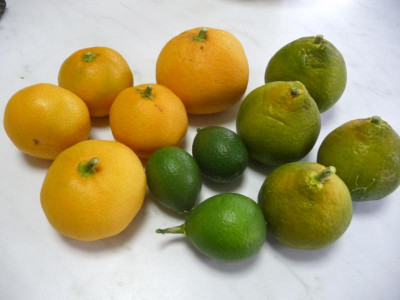 satsuma-citrangequat.jpg