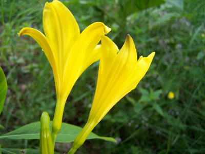 100_1406_HEMEROCALLIS_flava_citrina___800.jpg