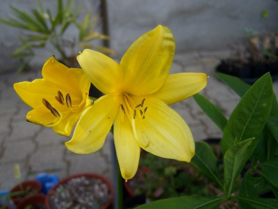 100_1408_HEMEROCALLIS__flava_citrina___800.jpg