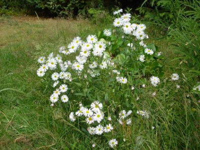 4Juli__2008_007kl._Erigeron_Sommerneuschnee_ganz.JPG
