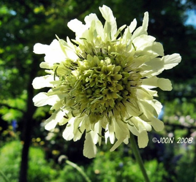 Cephalaria_gigantea-Schuppenkopf.JPG