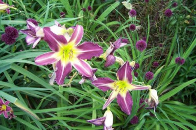 000_3161_Spider_vom_Hermannshof_und_Allium.jpg