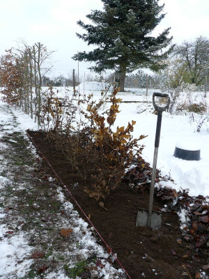 2023-12-01 Garteneinblick 4.jpg