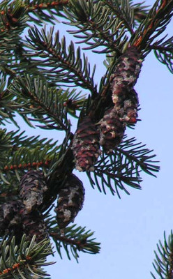 Abies_Weihnachtsbaum.jpg