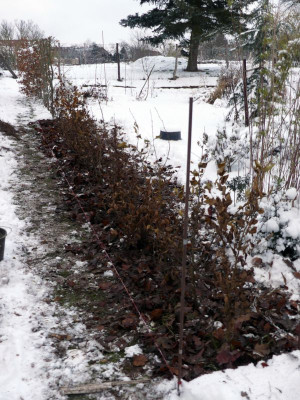 2023-12-01 Garteneinblick 5.jpg