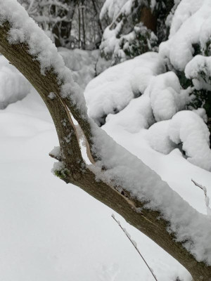 IMG_7457.jpeg