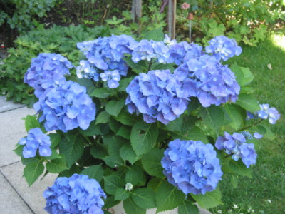 Hortensie_Topf_blau_Juli_08.jpg