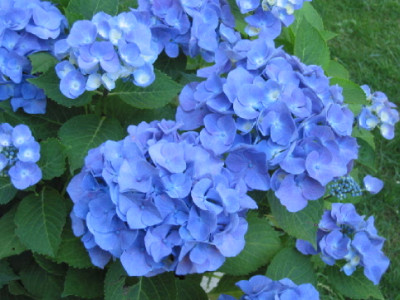 Hortensie_Blau_Blueten.jpg