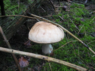 Wald_1.jpg