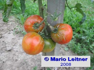 080703_Super_Sioux_erster_Fruchtstand.jpg