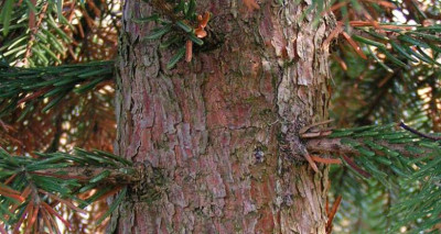 Abies_Rinde.jpg