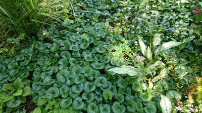 Asarum europaeum +++.JPG