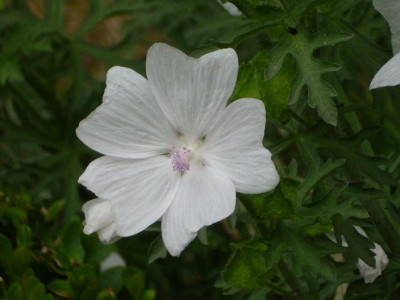 4Juli_2008_040kl.20_Malva_Moschata_weiss.JPG