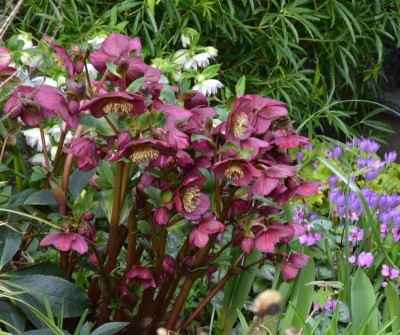 Helleborus-IceNRoses.Red.22-3.jpg