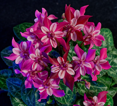 DSC_8123_DxO.jpg