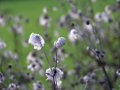 Anemone-Nov-1.jpg