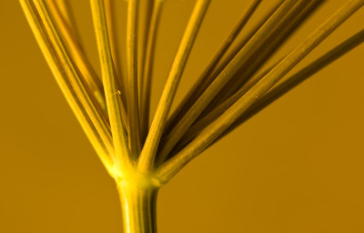 Fenchelstengel-pur80.jpg