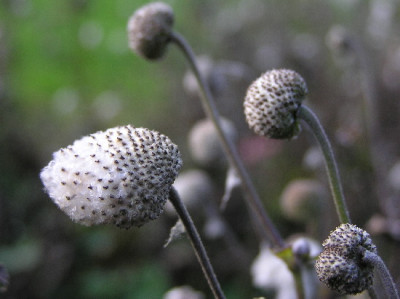 Anemone-Nov-2.jpg