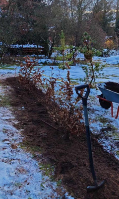 2023-12-09 Hecke 2.jpg