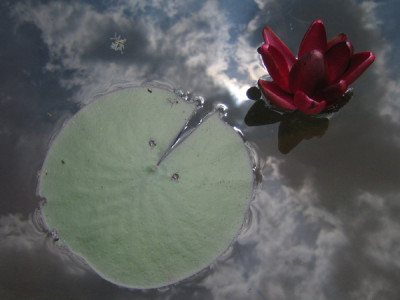 nymphaea_Black_princess_049.jpg