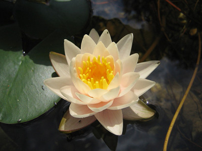Nymphaea_Walter-Pagels_0474.jpg