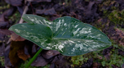 DSC_8130_DxO.jpg