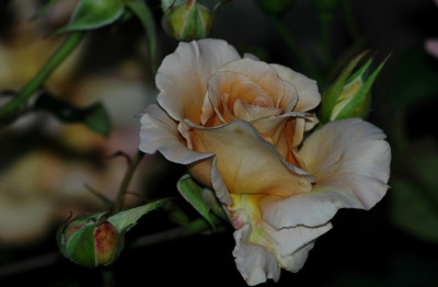 Rosa_Cafe_1_06-07-2008.jpg