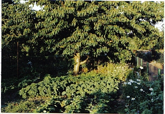 Kirschbaum_04.jpg