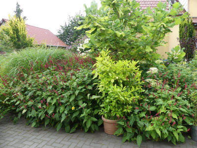 2023-08-06 Garteneinblick 7.jpg
