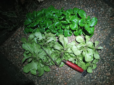 Feldsalat Erntegut.jpeg